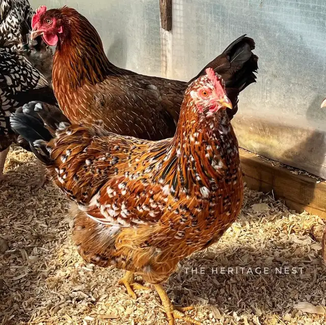 SWEDISH FLOWER HENS - Photo 2
