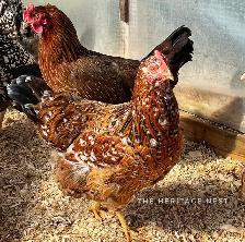 SWEDISH FLOWER HENS - Photo 2