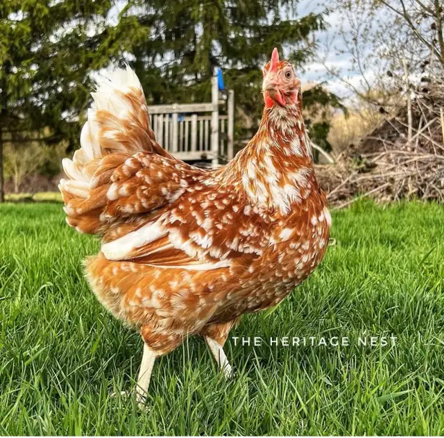 SWEDISH FLOWER HENS - Photo 3