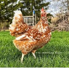 SWEDISH FLOWER HENS - Photo 3