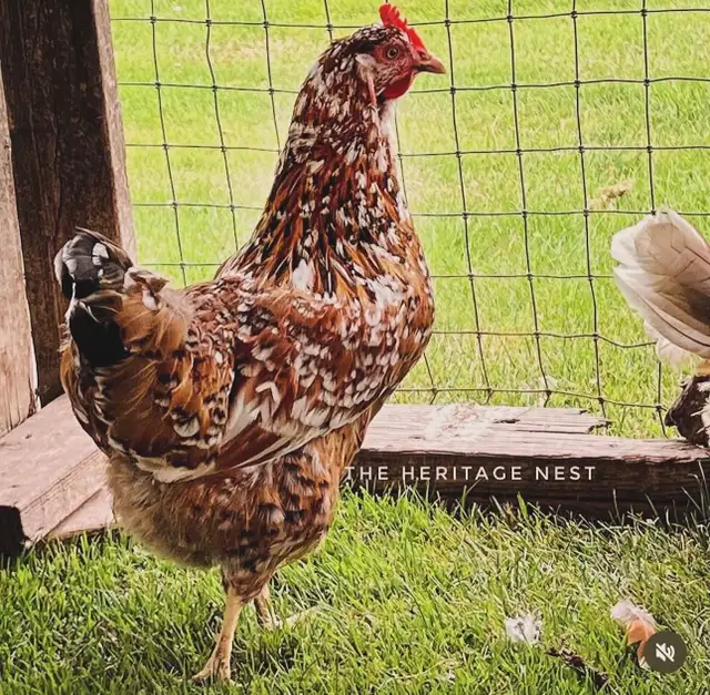 SWEDISH FLOWER HENS - Photo 4