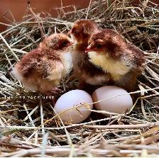 SWEDISH FLOWER HENS - Photo 5