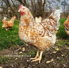 SWEDISH FLOWER HENS - Photo 6