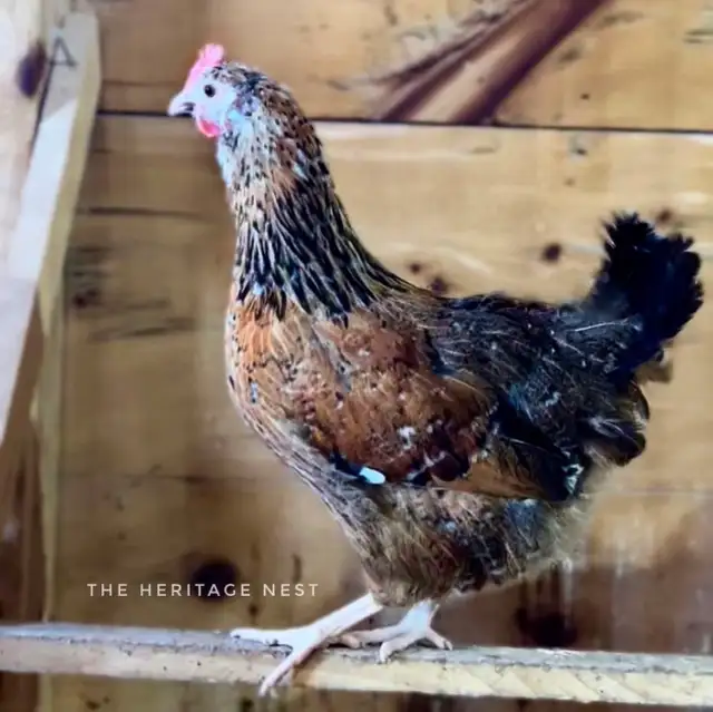 SWEDISH FLOWER HENS - Photo 7