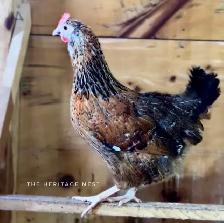 SWEDISH FLOWER HENS - Photo 7