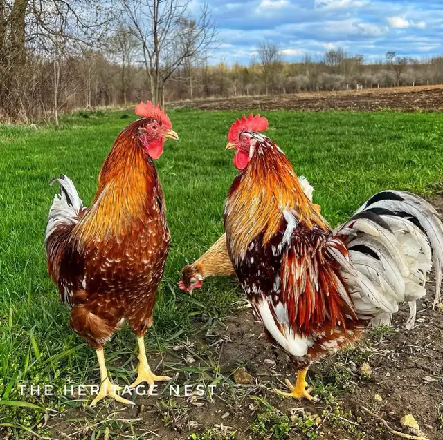 SWEDISH FLOWER HENS - Photo 9