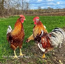 SWEDISH FLOWER HENS - Photo 9