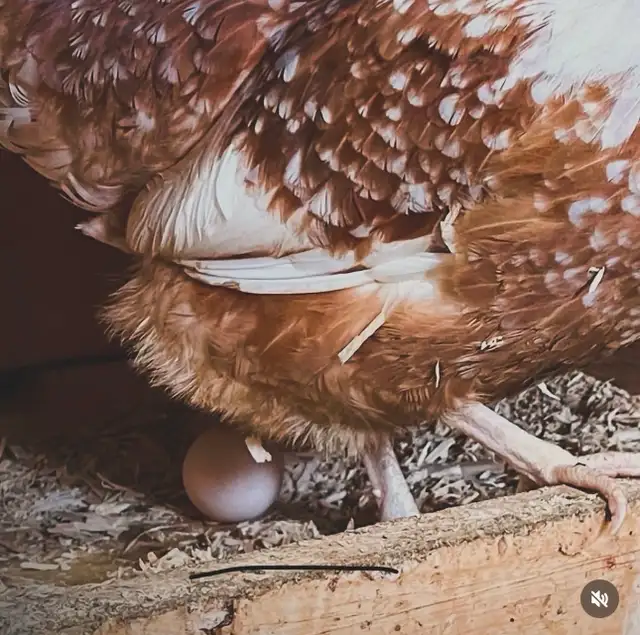 SWEDISH FLOWER HENS - Photo 10