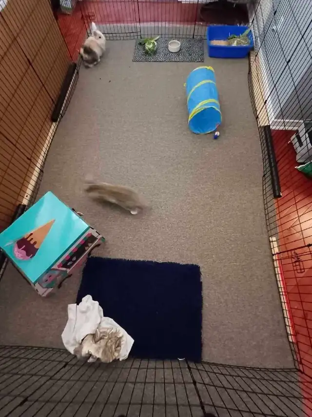Rabbit Boarding & Training . XXL Private Rooms. 24/7 Love  Care - Photo 8