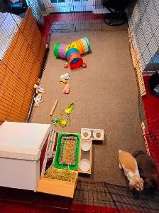 Rabbit Boarding & Training . XXL Private Rooms. 24/7 Love  Care - Photo 9