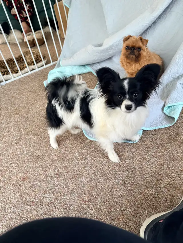 CKC Registered Papillon Puppy