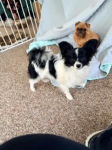 CKC Registered Papillon Puppy