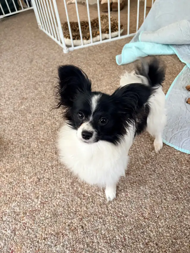 CKC Registered Papillon Puppy - Photo 2