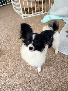 CKC Registered Papillon Puppy - Photo 2