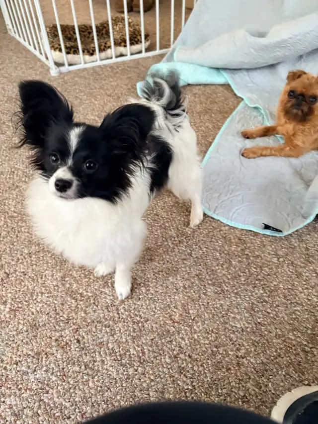 CKC Registered Papillon Puppy - Photo 3