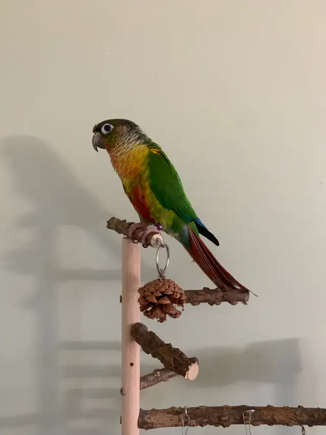Bird sitter / Bird boarding / Pet sitter / Pet boarding - Photo 2