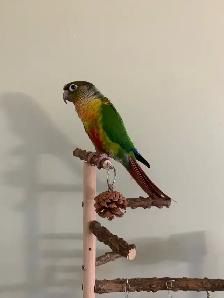 Bird sitter / Bird boarding / Pet sitter / Pet boarding - Photo 2