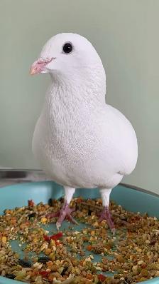 Bird sitter / Bird boarding / Pet sitter / Pet boarding - Photo 3