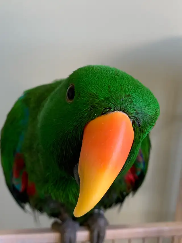 Bird sitter / Bird boarding / Pet sitter / Pet boarding - Photo 4