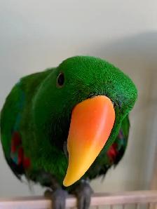 Bird sitter / Bird boarding / Pet sitter / Pet boarding - Photo 4