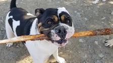 Pro Dog Walking – 10  Years Experience – Etobicoke & Mississauga - Photo 7