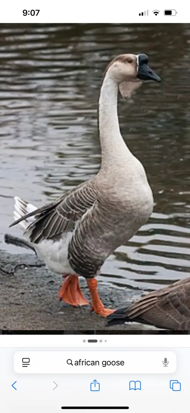 looking for african goslings
