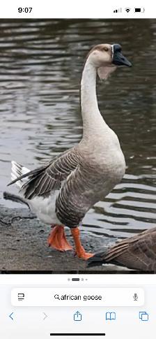 looking for african goslings