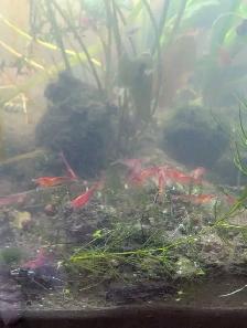 lot 15 crevettes red cherry