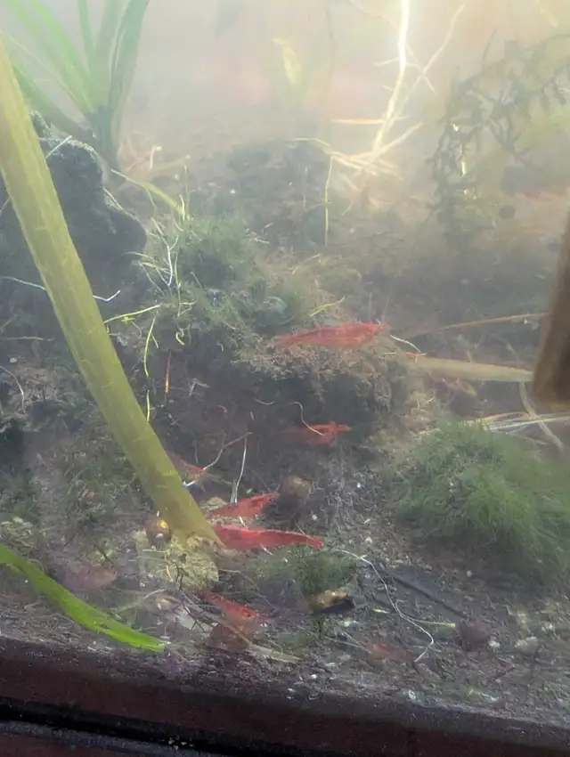 lot 15 crevettes red cherry - Photo 2