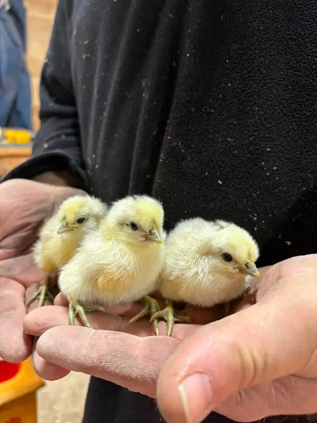 Poussins