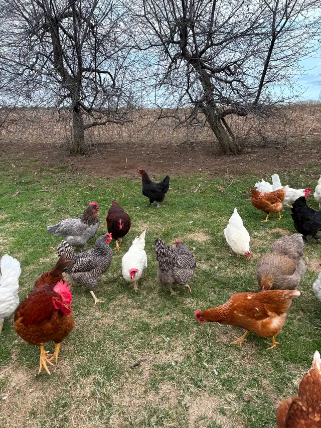 Poussins - Photo 3