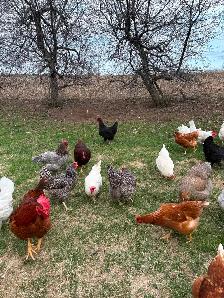 Poussins - Photo 3