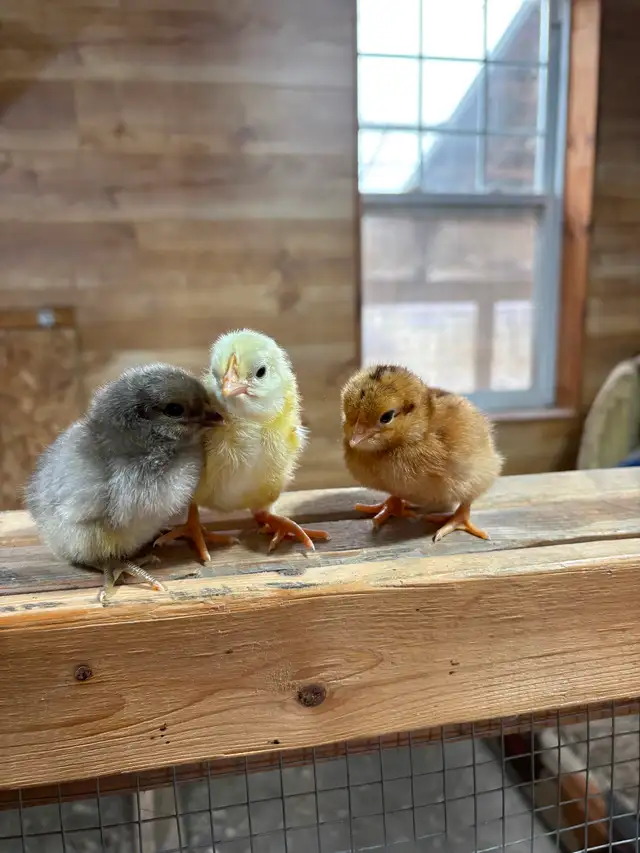 Poussins - Photo 6