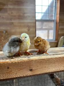 Poussins - Photo 6