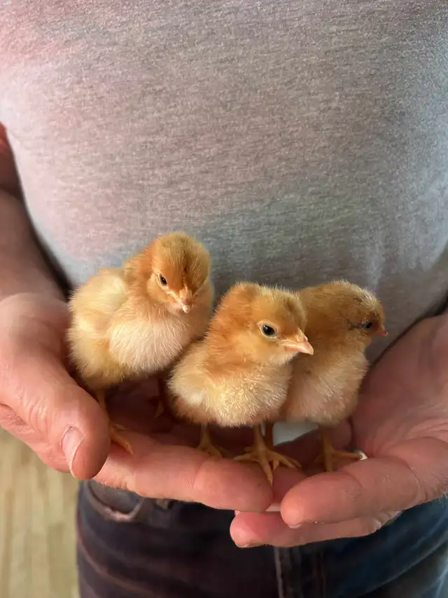 Poussins - Photo 7
