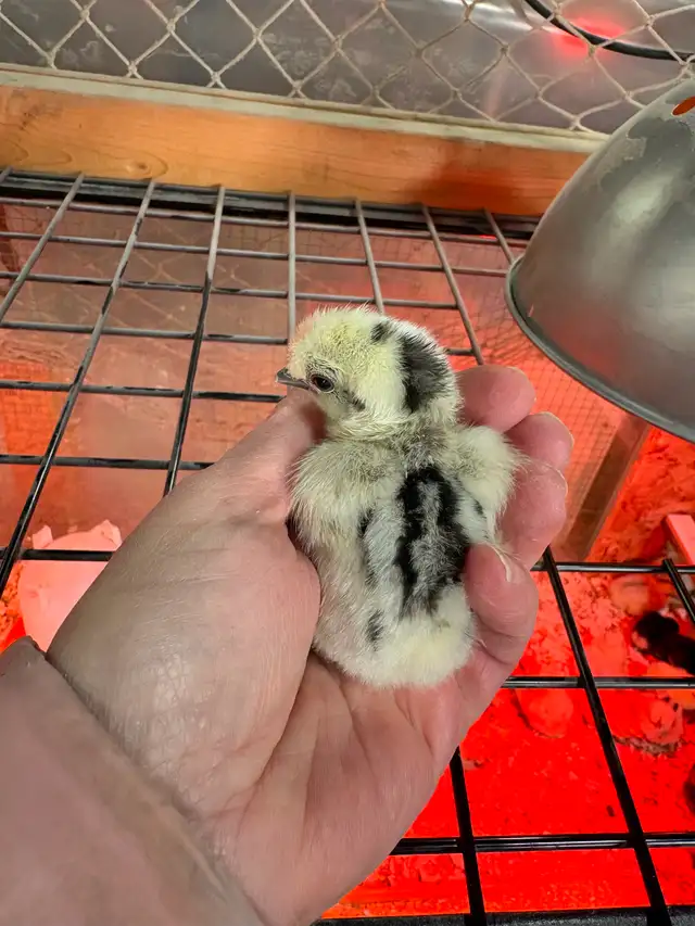 Poussins - Photo 8