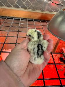 Poussins - Photo 8