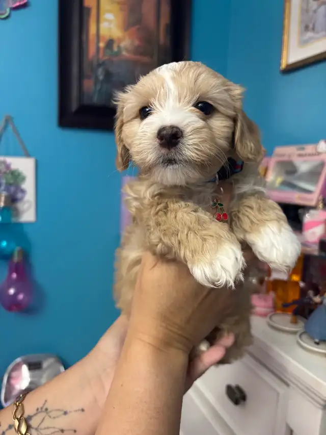 Morkie and shorkies for sale