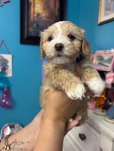 Morkie and shorkies for sale