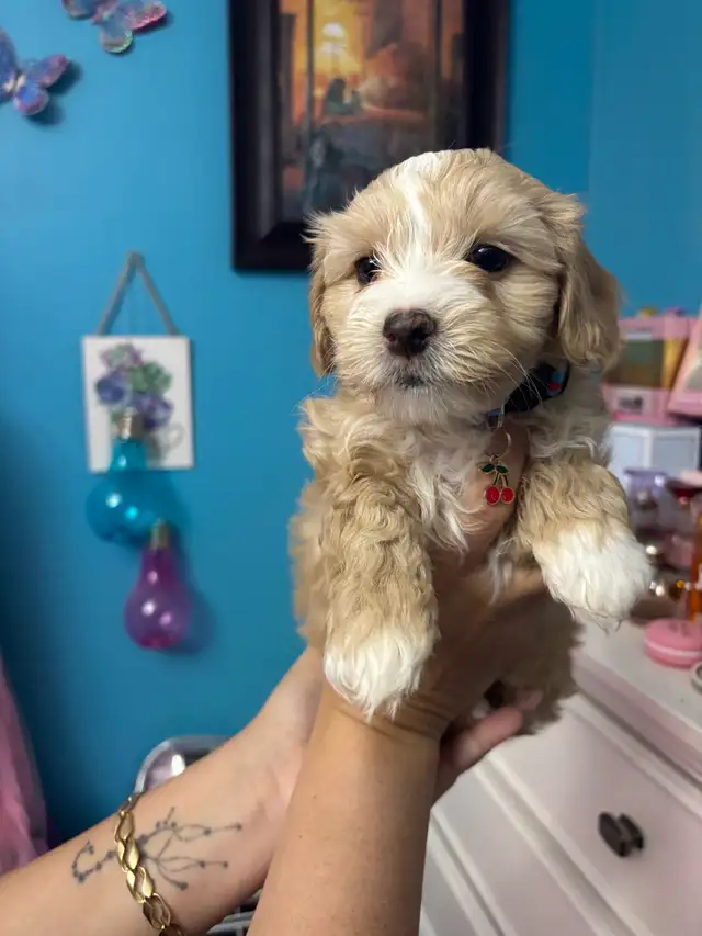 Morkie and shorkies for sale - Photo 2