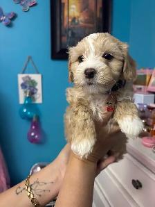 Morkie and shorkies for sale - Photo 2
