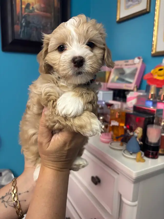 Morkie and shorkies for sale - Photo 3