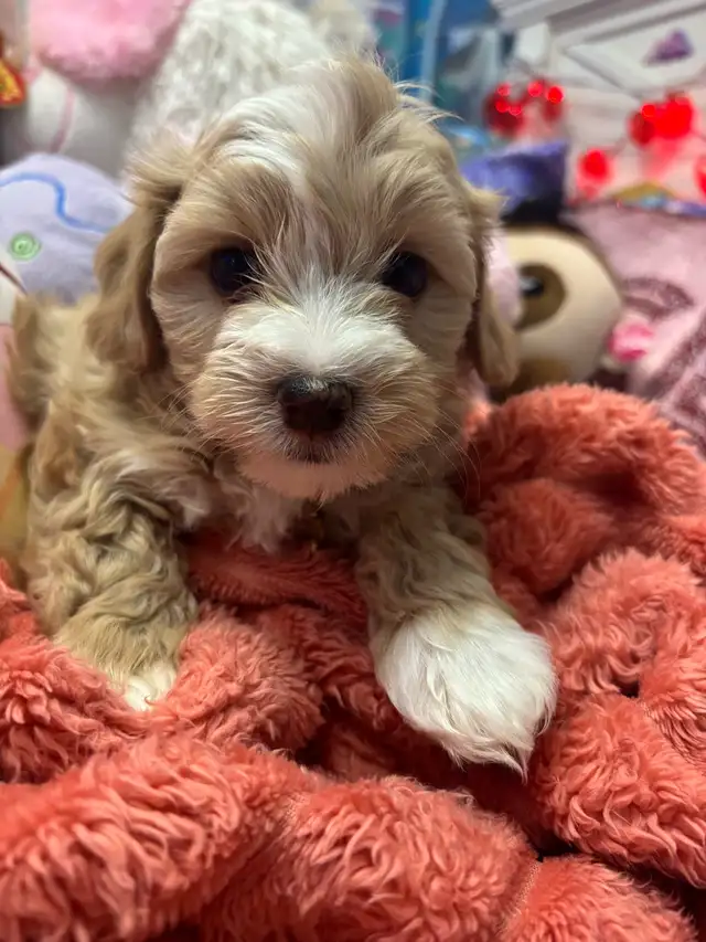 Morkie and shorkies for sale - Photo 4