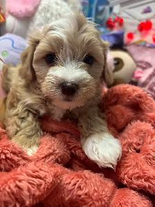 Morkie and shorkies for sale - Photo 4