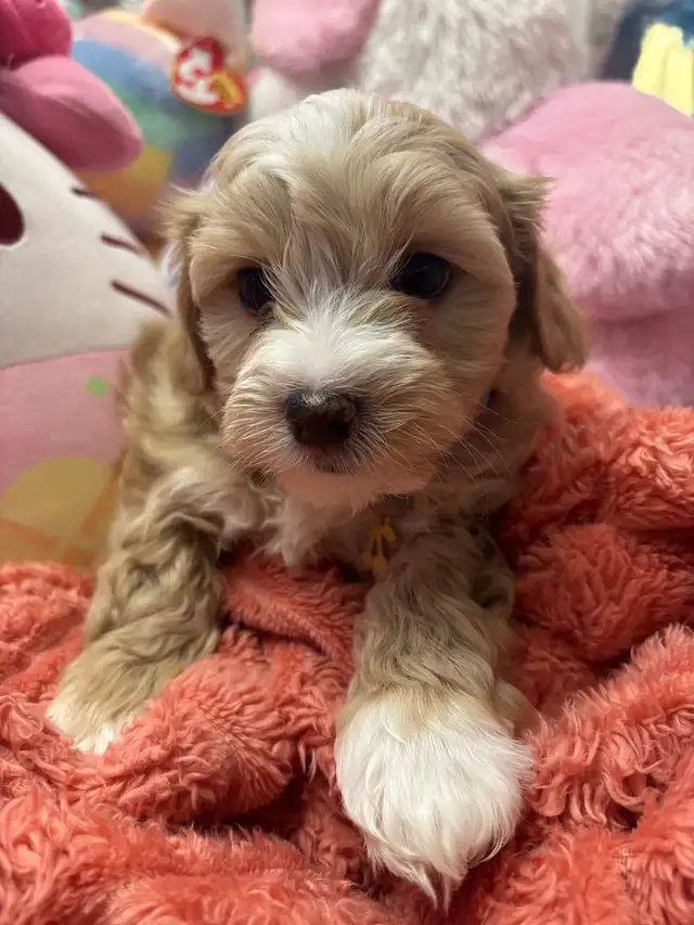 Morkie and shorkies for sale - Photo 5
