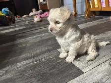 Morkie and shorkies for sale - Photo 6