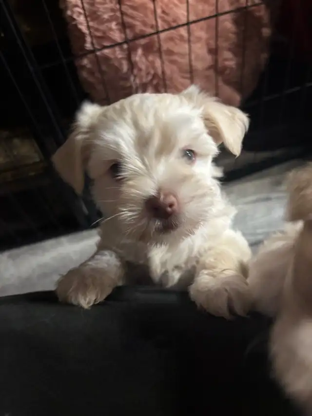 Morkie and shorkies for sale - Photo 7