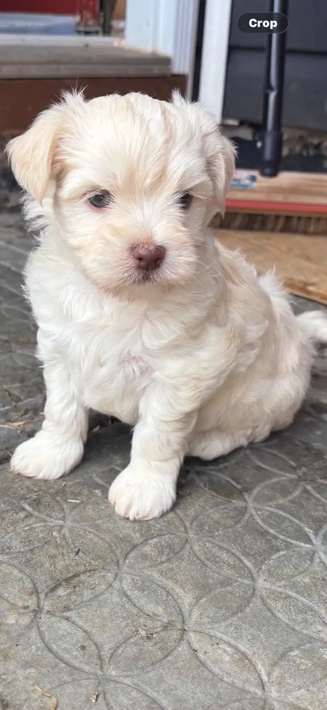 Morkie and shorkies for sale - Photo 8