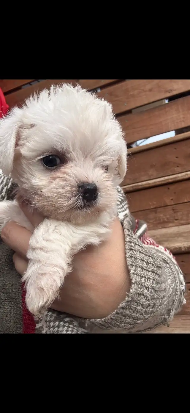 Morkie and shorkies for sale - Photo 9