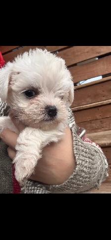Morkie and shorkies for sale - Photo 9